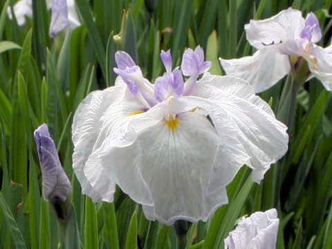 Iris ensata cv. 月の浜辺