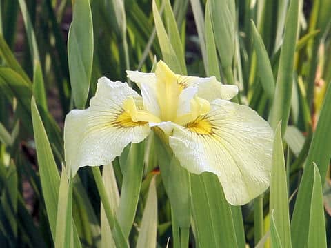Iris ensata cv. 舞姫