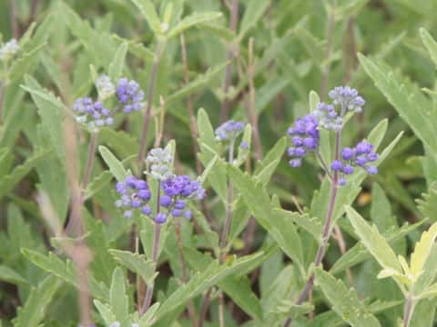 Caryopteris x clandonensis cv. First Choice