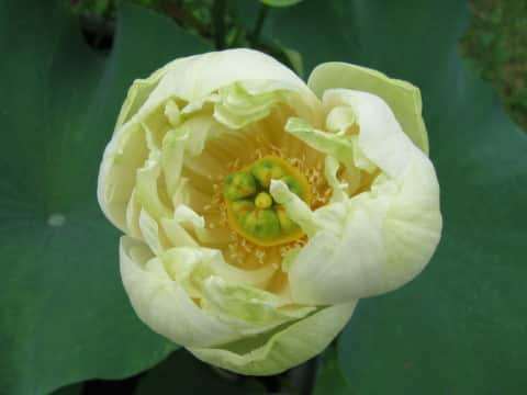 Nelumbo nucifera cv. Kanren