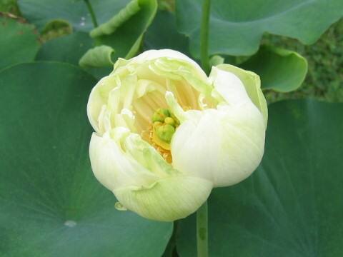 Nelumbo nucifera cv. Kanren