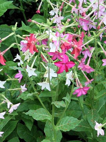 Nicotiana x sanderae