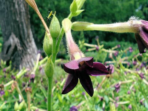 Nicotiana x sanderae