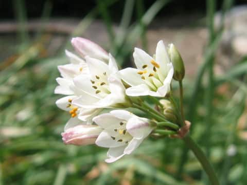 Nothoscordum fragrans