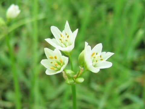 Nothoscordum fragrans