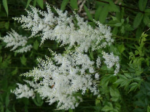 Astilbe thunbergii var. formos
