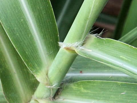 Miscanthus condensatus