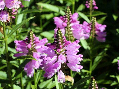 Physostegia virginiana