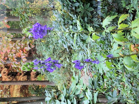 Aconitum chinense