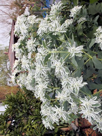 Euphorbia marginata