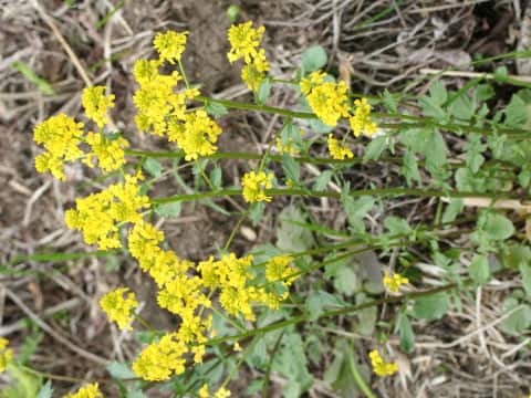 Barbarea vulgaris