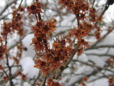 Hamamelis vernalis