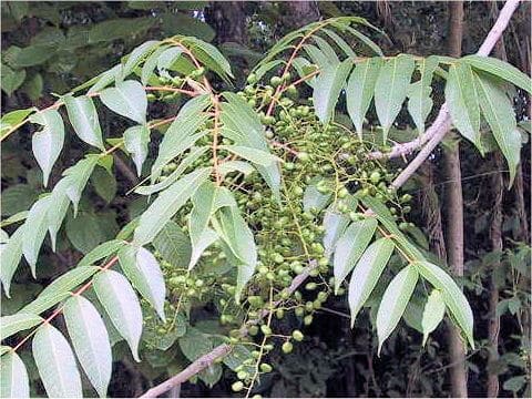 Rhus succedanea