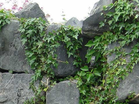 Hedera helix