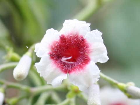 Paederia scandens