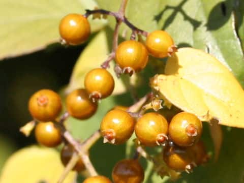 Paederia scandens