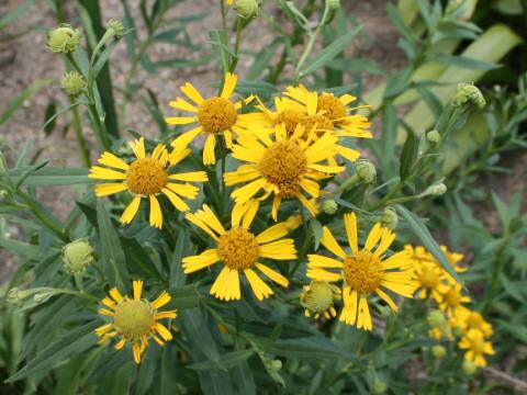 Helenium autumnale