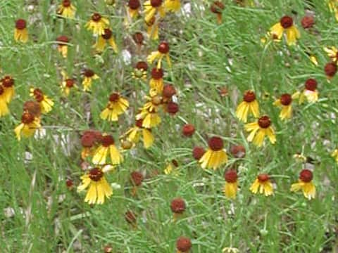 Helenium badium