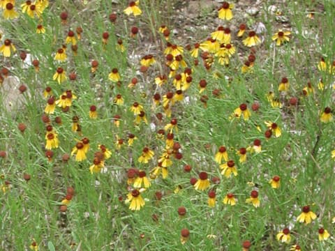 Helenium badium