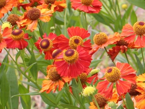 Helenium autumnale cv. Moerheim Beauty