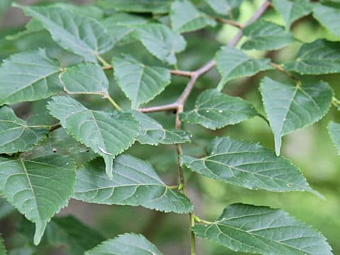 Tilia kiusiana