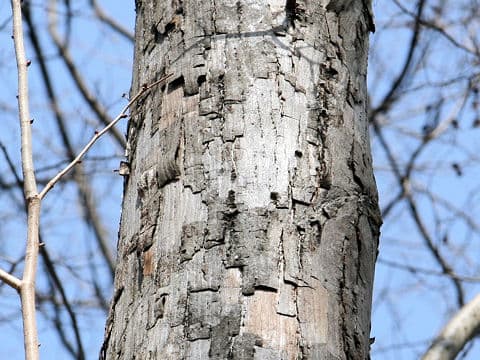 Tilia kiusiana