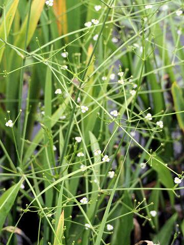 Alisma canaliculatum