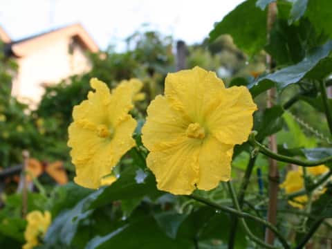 Luffa cylindrica