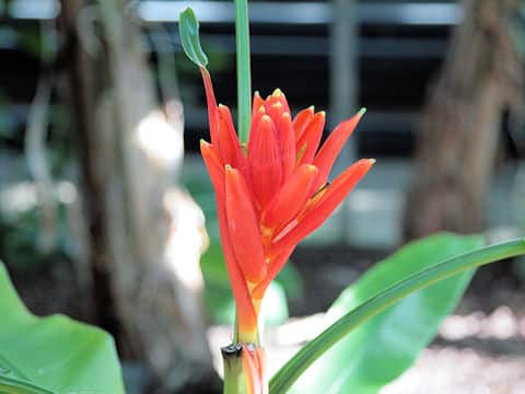 Musa coccinea