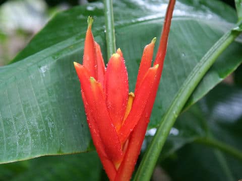 Musa coccinea