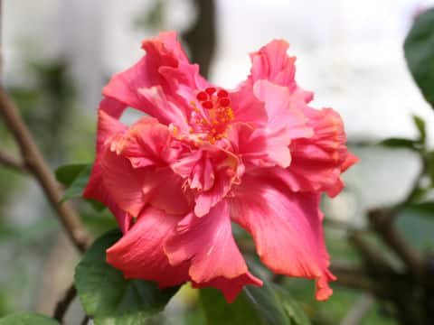 Hibiscus cv. Double Rainbow