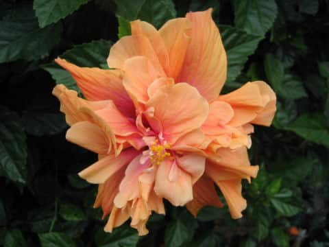 Hibiscus cv.