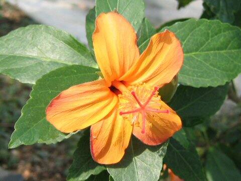 Hibiscus kokio ssp. saintjohnianus