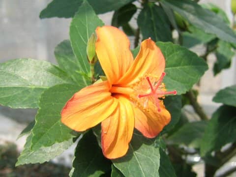Hibiscus kokio ssp. saintjohnianus