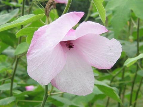 Hibiscus furcellatus var. youngianus