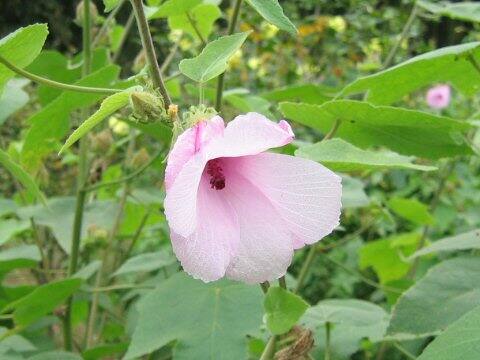 Hibiscus furcellatus var. youngianus