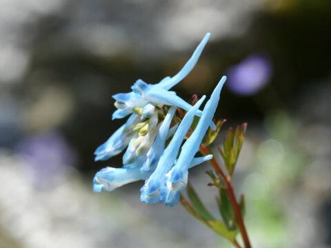 Corydalis flexuosa