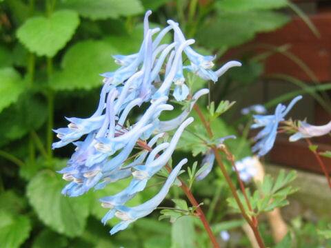 Corydalis flexuosa