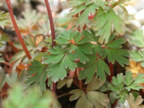 Corydalis flexuosa
