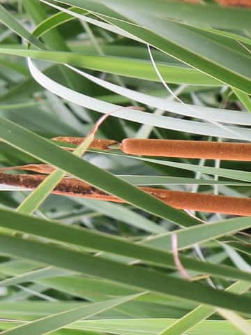 Typha angustifolia