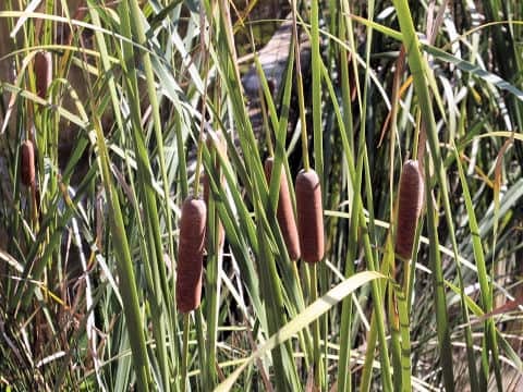 Typha angustifolia