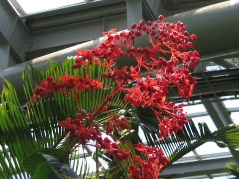 Clerodendrum japonicum