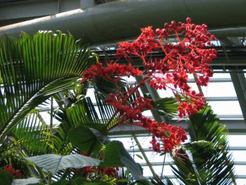 Clerodendrum japonicum