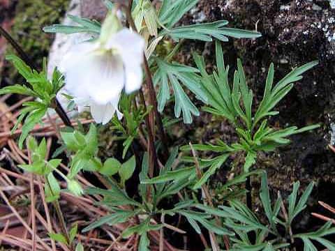 Viola chaerophylloides var. sieboldiana