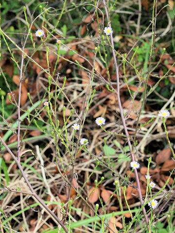 Aster subulatus var. sandwicensis