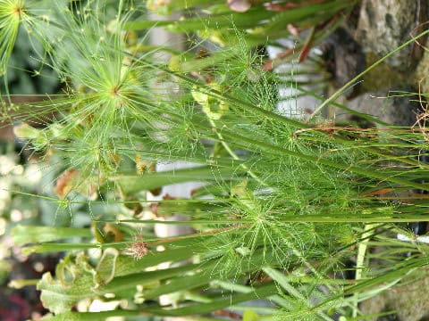 Cyperus prolifer