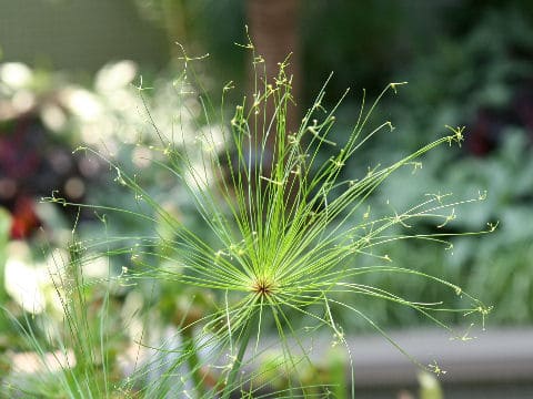 Cyperus prolifer