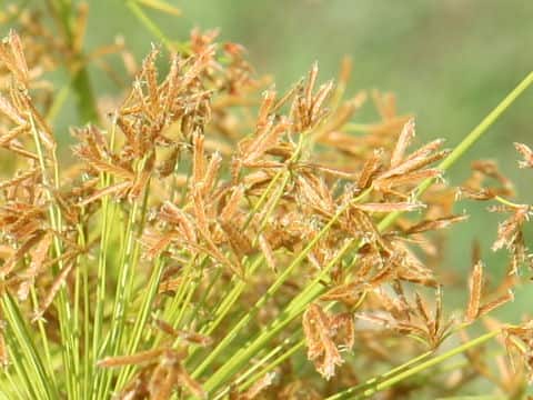 Cyperus prolifer