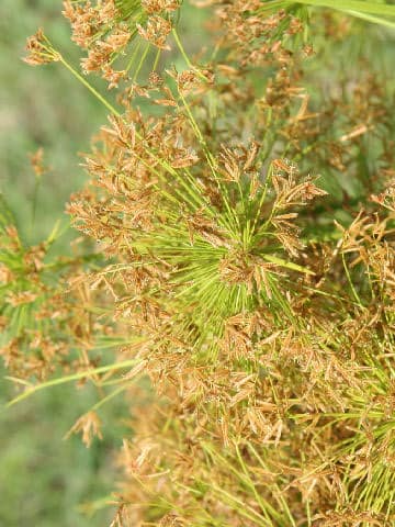 Cyperus prolifer