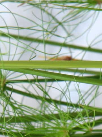Cyperus prolifer